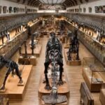 Paris Natural History Museum Gold Theft Reveals Critical Security Gaps