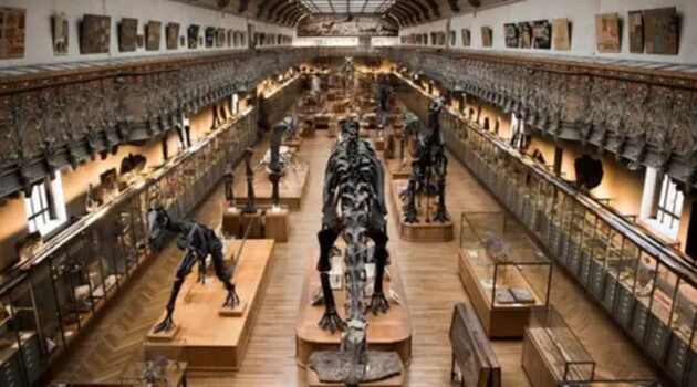 Paris Natural History Museum Gold Theft Reveals Critical Security Gaps