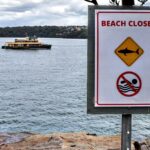 Young Australian Boy Fights for Life After Sydney Harbor Shark Attack