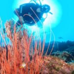 Australia Moves to Expand Ocean Protection Zones by Half a Million Square Kilometers