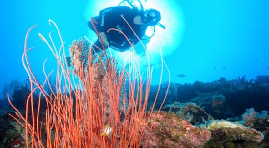 Australia Moves to Expand Ocean Protection Zones by Half a Million Square Kilometers