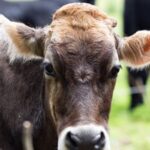 Dairy and Agriculture Leaders Say Iran War Could Eclipse COVID Supply Chain Crisis