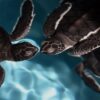 Chinese Security Ministry Warns of Espionage Campaign Using Wildlife to Gather Ocean Data
