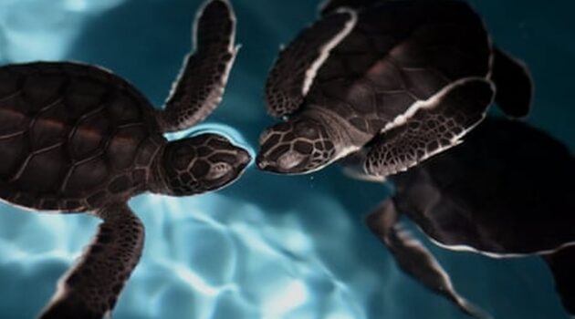 Chinese Security Ministry Warns of Espionage Campaign Using Wildlife to Gather Ocean Data