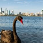 Federal Analysis Warns 150 Bird Species at Severe Risk from Deadly Avian Flu Strain
