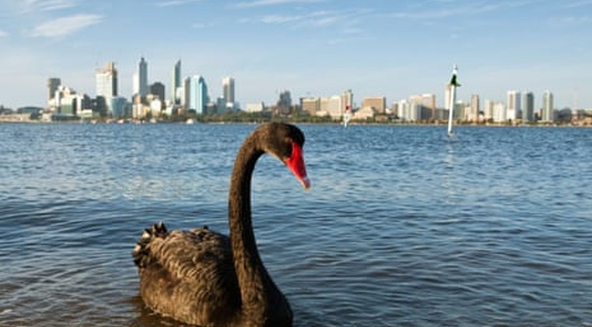 Federal Analysis Warns 150 Bird Species at Severe Risk from Deadly Avian Flu Strain