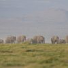 Fifteen Elephants Dead in Kenya as Officials Launch Investigation Into Mysterious Deaths