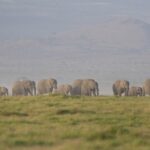 Fifteen Elephants Dead in Kenya as Officials Launch Investigation Into Mysterious Deaths