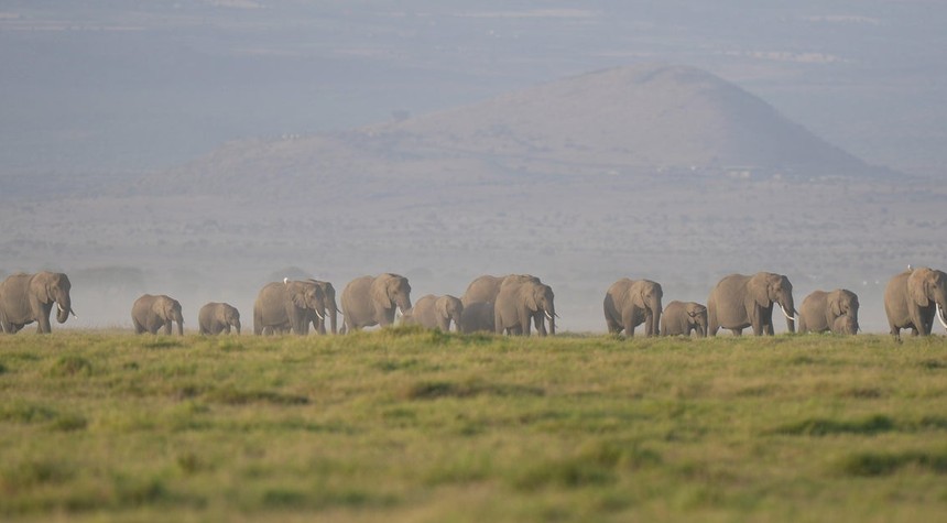 Fifteen Elephants Dead in Kenya as Officials Launch Investigation Into Mysterious Deaths