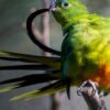 Australian Government Targets Endangered Species in New Bird Flu Response