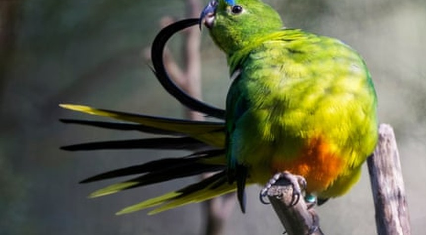 Australian Government Targets Endangered Species in New Bird Flu Response