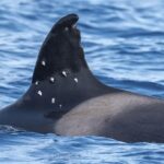 Endangered Orca Shows Signs of Gunshot Wounds After Years of Boat Conflicts