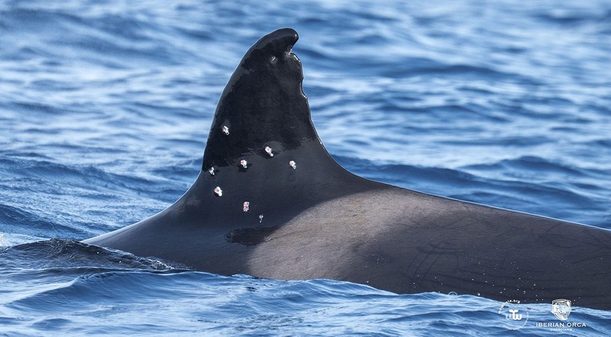 Endangered Orca Shows Signs of Gunshot Wounds After Years of Boat Conflicts