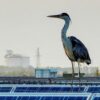 Chinese Solar Panel Expansion Reduces Bird Populations and Biodiversity