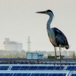 Chinese Solar Panel Expansion Reduces Bird Populations and Biodiversity