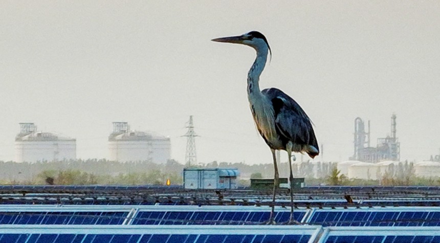 Chinese Solar Panel Expansion Reduces Bird Populations and Biodiversity