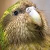 Conservation Efforts Yield 90 Kakapo Chicks as World's Rarest Parrot Species Shows Signs of Recovery