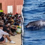 Dolphin Beaten to Death on Spanish Beach as Migration Crisis Intensifies
