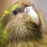 Conservation Efforts Yield 90 Kakapo Chicks as World's Rarest Parrot Species Shows Signs of Recovery
