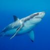 Australian Father Killed in Shark Attack Off Perth Beach