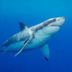 Australian Father Killed in Shark Attack Off Perth Beach