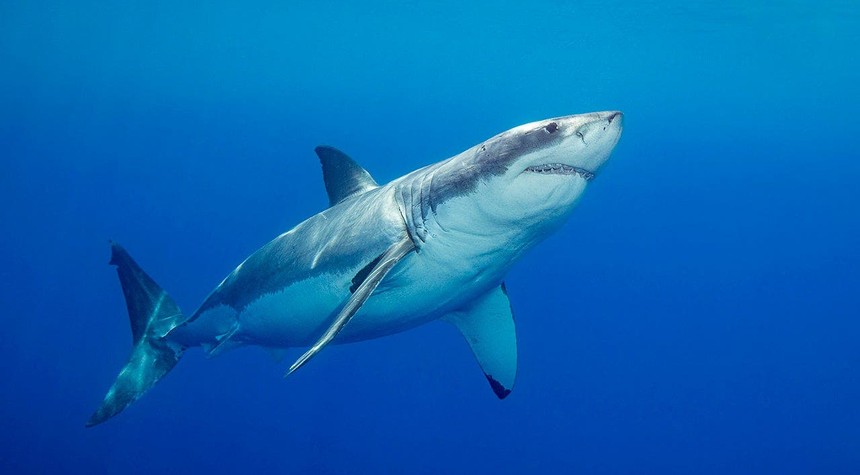 Australian Father Killed in Shark Attack Off Perth Beach