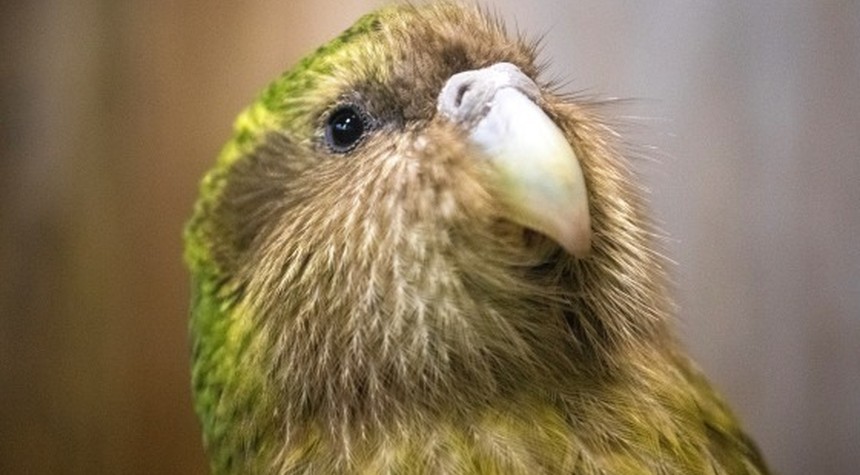 Conservation Efforts Yield 90 Kakapo Chicks as World's Rarest Parrot Species Shows Signs of Recovery